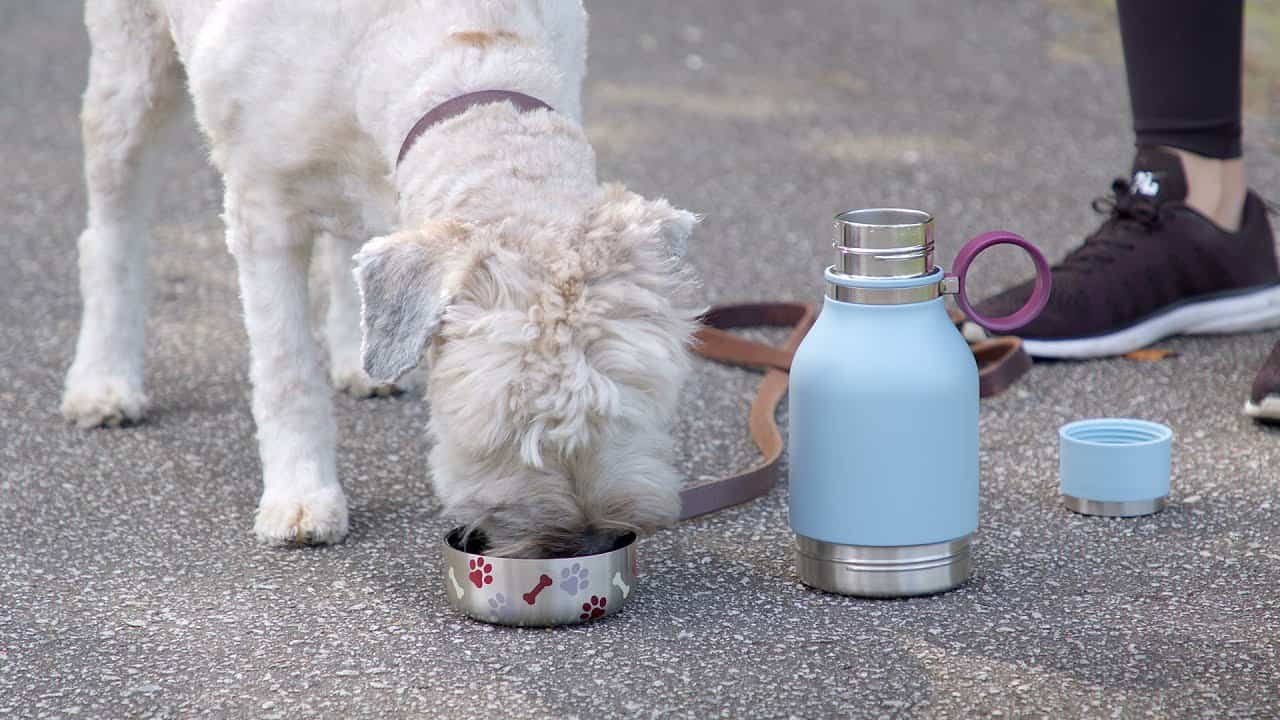 Best dog water bottle asobubottlecom